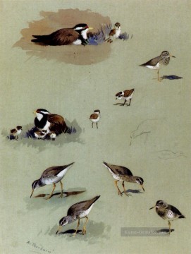 Studie der Schnepfencremefarbene Coursers und andere Vögelen Archibald Thorburn Vogel Ölgemälde